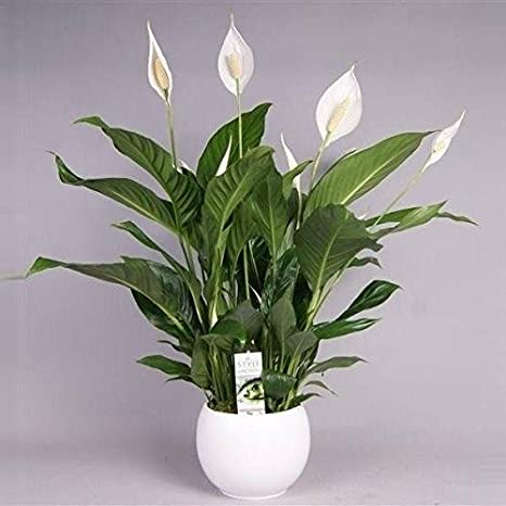 peace Lily a plant for positive energy